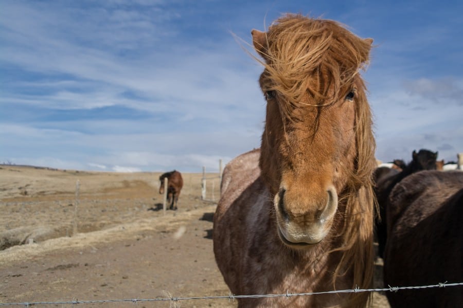 How to Self Drive the Golden Circle in One Day in Iceland