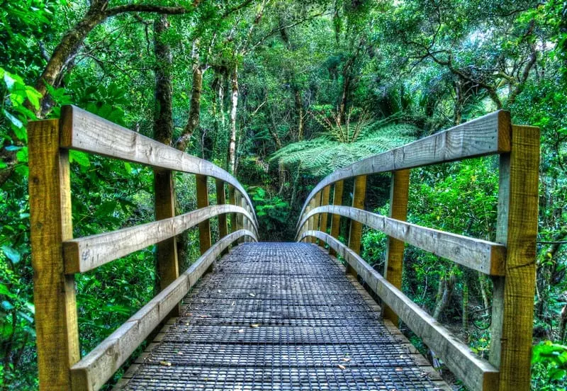 Hiking Wentworth Falls Valley on the Coromandel Peninsula