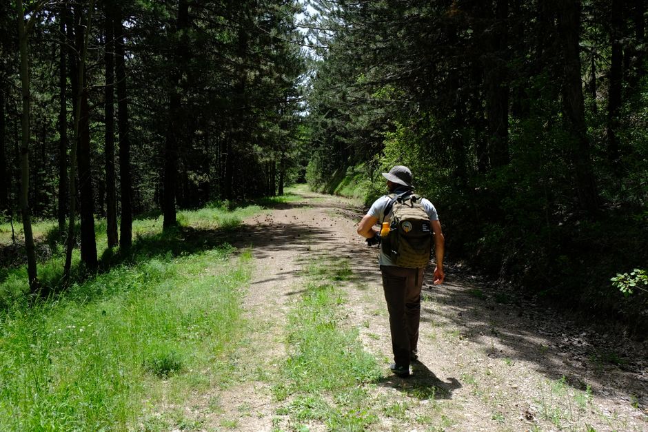 Back view of a man hiking on a sunlit forest trail in Ankara, perfect for adventure enthusiasts.