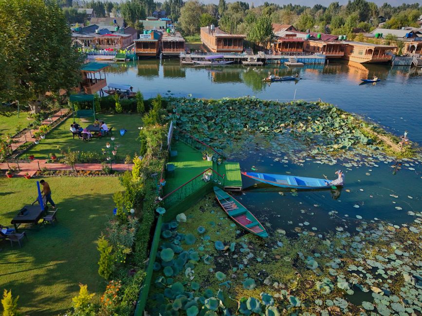 Aerial view of houseboats and lush greenery on tranquil Dal Lake in Srinagar, Kashmir.