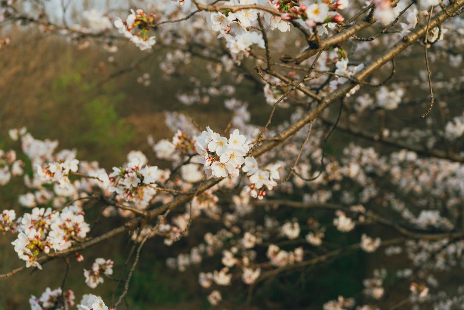 Cherry blossoms in full bloom in Seoul spring