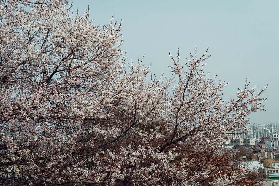 Cherry blossoms with Seoul cityscape in spring
