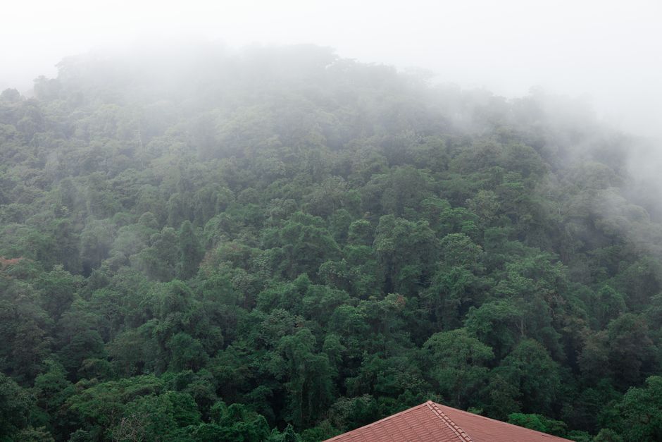 A peaceful view of a lush, mist-covered rainforest in Costa Rica with a glimpse of a rooftop.