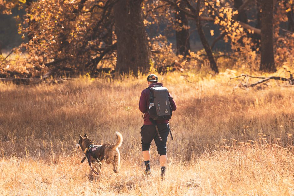 A person and dog enjoy a hike through a scenic autumn forest.