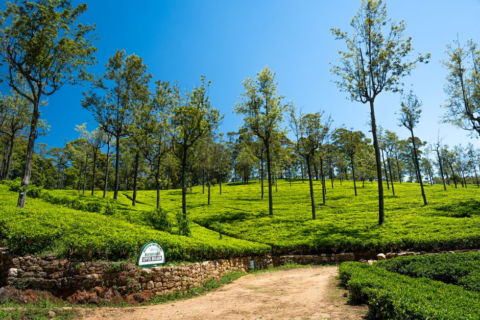 Green tea fields under blue sky in Sri Lanka