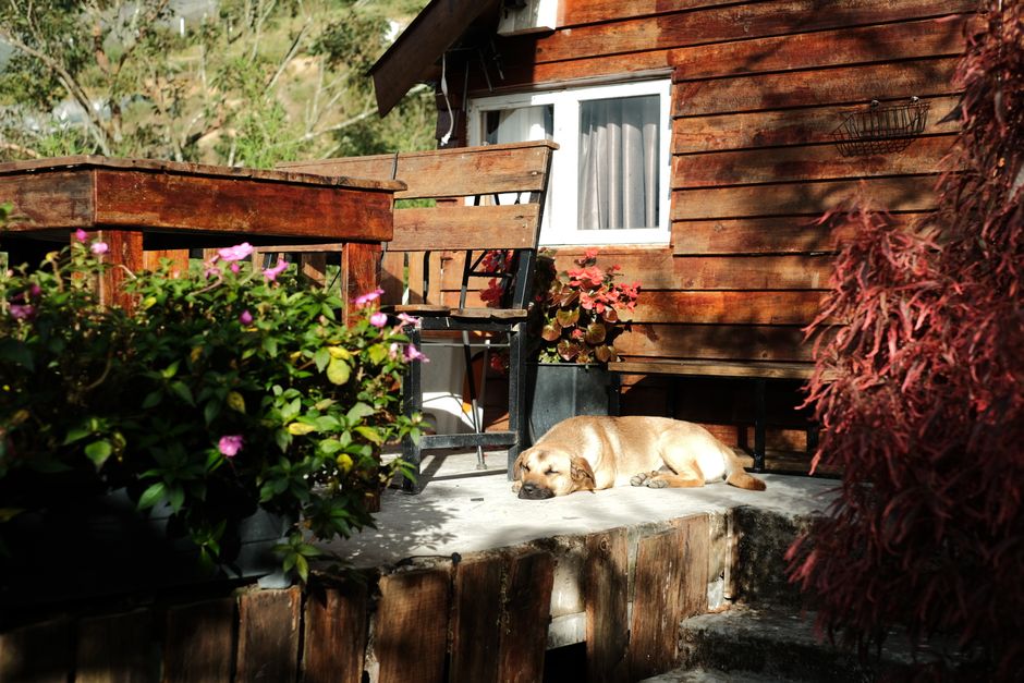 A dog peacefully sleeps on a rustic wooden patio surrounded by plants in a serene outdoor setting.