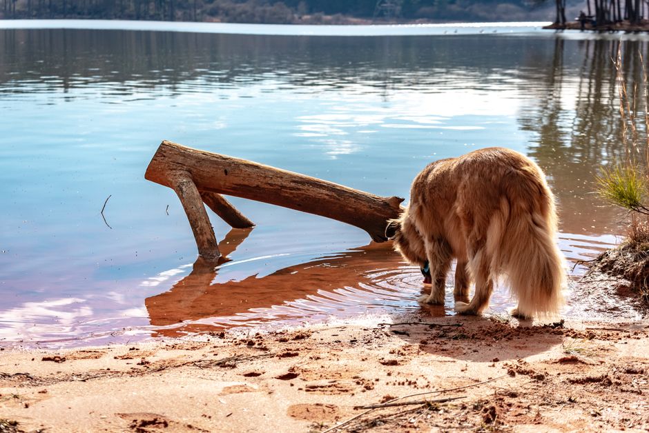 Golden Retriever drinks by a serene lake in Winder, Georgia, capturing a calm outdoor moment.