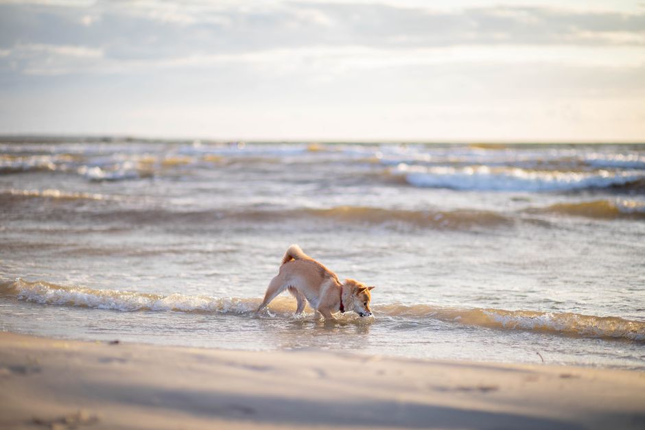 A playful Shiba Inu splashes in the ocean waves on a sunny beach day.