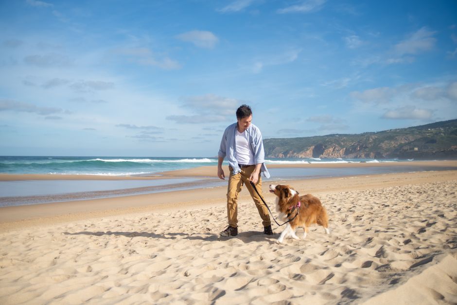 Pet-Friendly Road Trip Accommodations: Road Tripping With a Dog in 2026: The Booking Loopholes Hotels Don’t Advertise