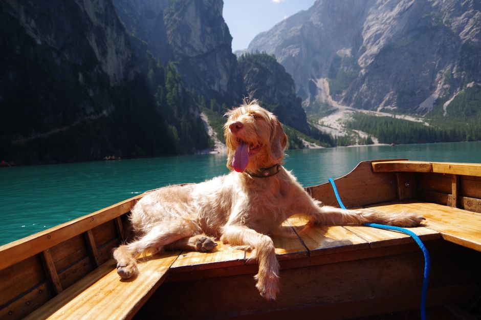 A joyful dog enjoying a sunny day on a boat with mountain views on a serene lake.