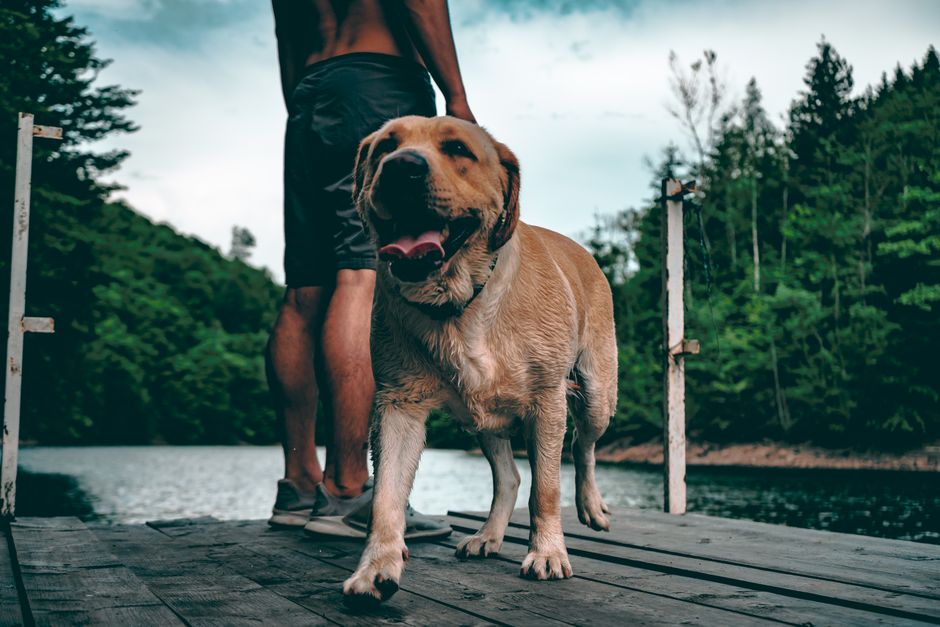 A Labrador retriever and a man on a lakeside dock, surrounded by lush greenery.