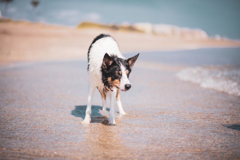 A wet Border Collie enjoying a sunny day on a sandy beach.
