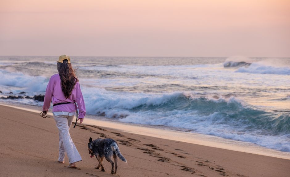 Pet-Friendly Vacation Rentals Major Us Cities: Pet-Friendly Vacation Rental Traps That Cost You Hundreds
