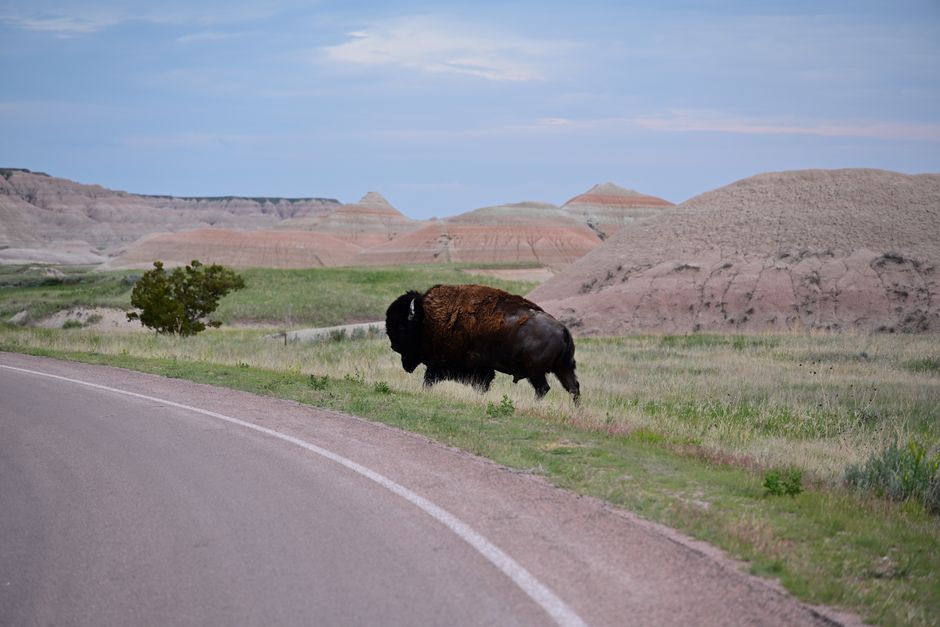 A majestic bison crosses the road in Badlands National Park, South Dakota.