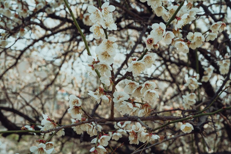 A detailed view of cherry blossoms in Seoul, capturing their natural beauty during spring.